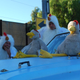 Illustration for article titled The Faster Farms Chickens Suit Up For Arse Freeze-A-Palooza LeMons Glory